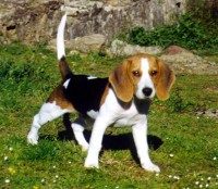 /album/fotogaleria/a1324491209-293434816-2-compro-conh-urgencia-beagle-arica-copia-copia-jpg/